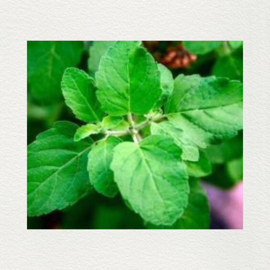 Basil Organic Essential Oil By Fleurs En Flacon | Sri Aurobindo Ashram