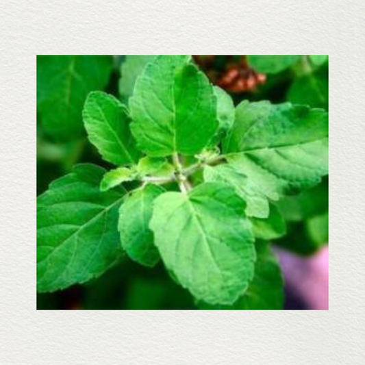 Basil Organic Essential Oil By Fleurs En Flacon | Sri Aurobindo Ashram