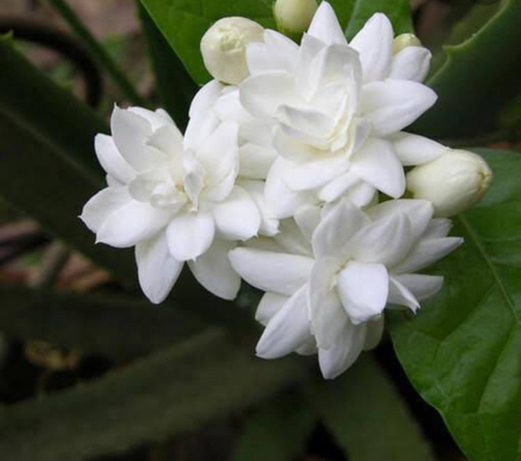 a-real-jasmine-flower-fragrance-keep-you-full-day-fresh-in-aura-store-pondicherry