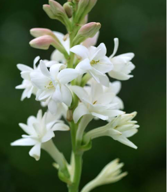 perfume tuberose 30 ml spray, ideal for gifting, manufactured by Laboratoires Senteurs, Pondicherry