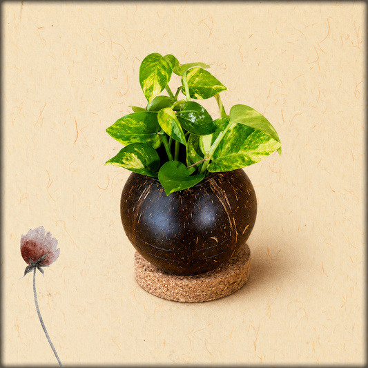 aura coconut shell planter pot with cork tray | eco-friendly indoor planter