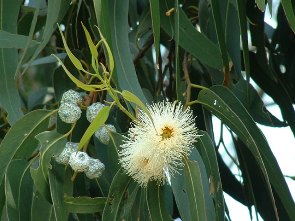 Eucalyptus Citriodora Pure Essential Oil