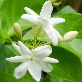 Jasmin Absolute Essential Oil  By Fleurs En Flacon | Sri Aurobindo Ashram