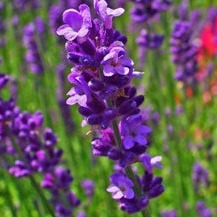 Lavender Pure Essential Oil