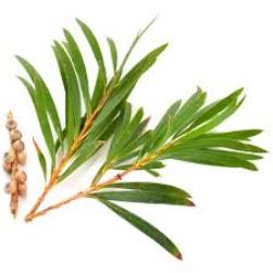 natural-tea-tree-leaf-essential-oils-good-for-skin-and-hair-in-aura-store-pondicherry