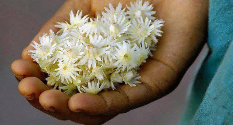 Fleurs en Flacon's Bakul Perfume | Sri Aurobindo Ashram | Pondicherry