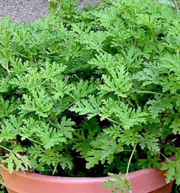 Citronella Essential Oil