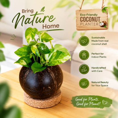 aura coconut shell planter pot with cork tray | eco-friendly indoor planter