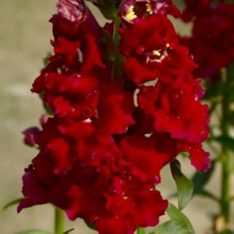 Japanese Handpainted Red Flower T-Light Holder