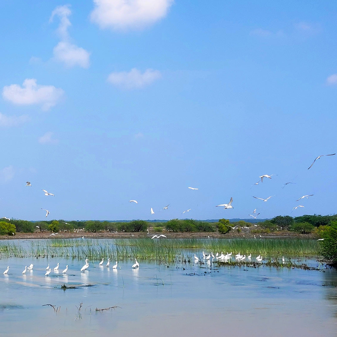 Bioregion Tour of Pondicherry and Auroville - Exploring other-side of the region